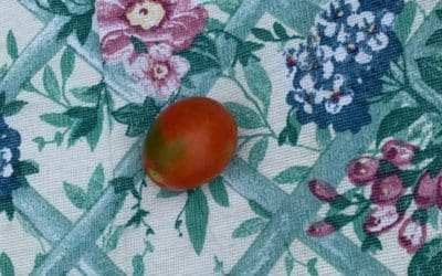 the first ripe tomato