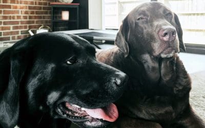 Viewing #1 was ruff!