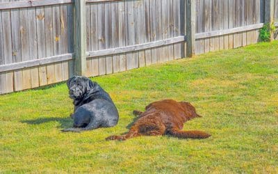 professional dog poop scooper