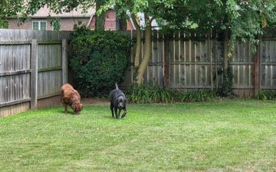 the bad b*tches of Lasher Drive