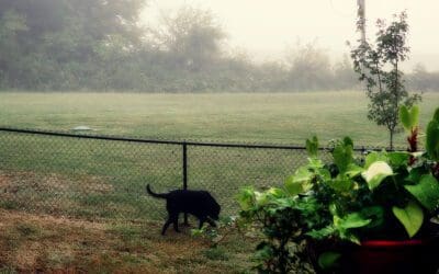 plants have been moved inside in the ville