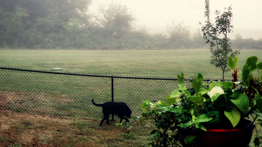 plants have been moved inside in the ville