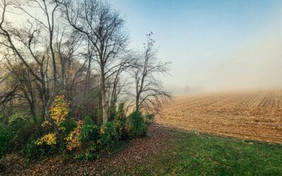 what wikipedia won’t tell you about the Ville