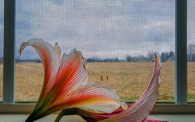 wishing for sunshine on this dreary day