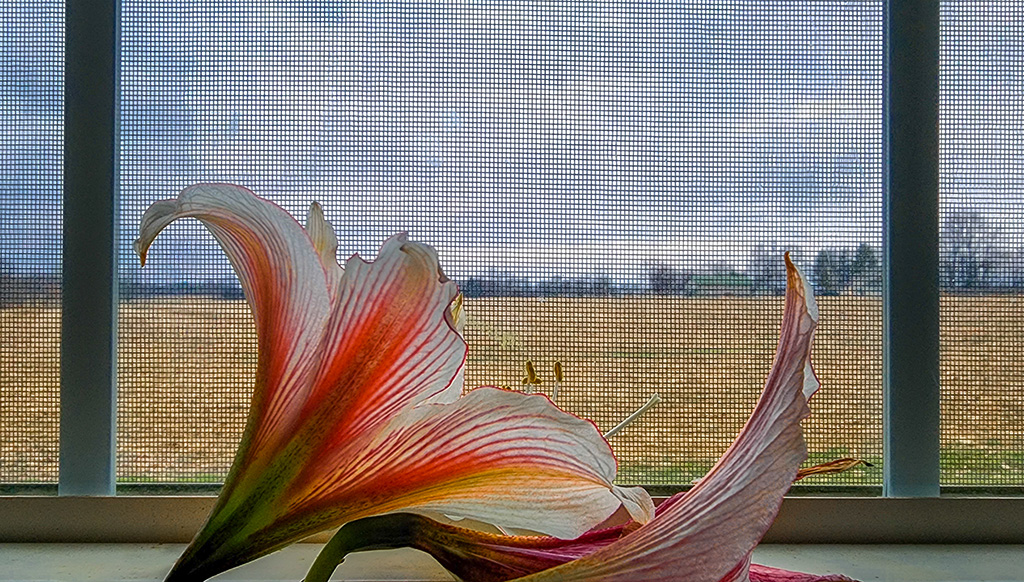 wishing for sunshine on this dreary day