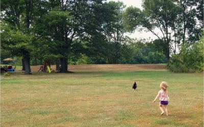 it’s time to add chickens to my barndo life