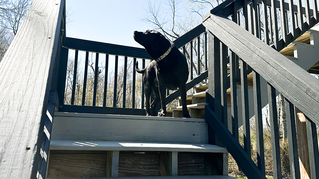 quirky dog personalities