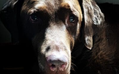 homemade treats – nothing is too good for my puppies!