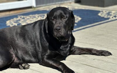 grass and weeds – that chore that keeps on giving