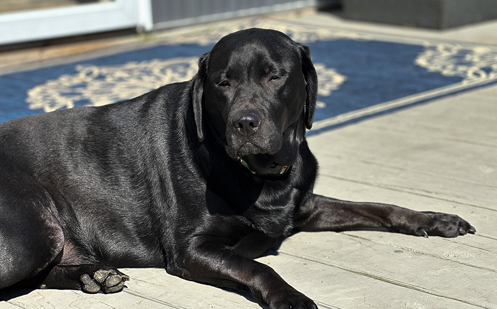 grass and weeds – that chore that keeps on giving