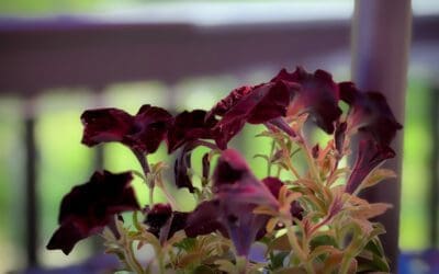 i couldn’t love it any more…