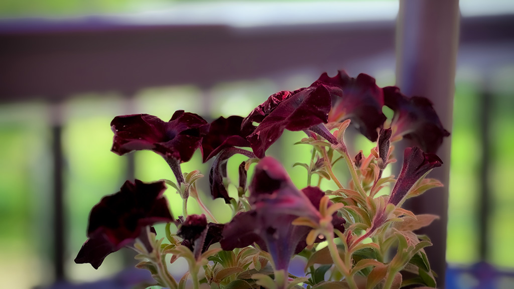 i couldn’t love it any more…