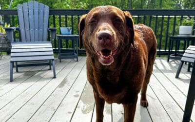 another rainy spring day here in the ville