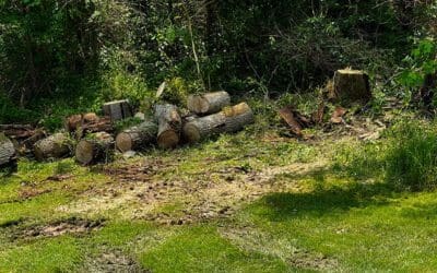 the dead trees are outta here and i’m hemorrhaging money