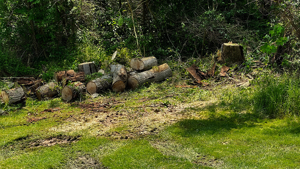 the dead trees are outta here and i’m hemorrhaging money