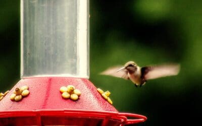 sunset #39 of 52 and it’s time to break out a better camera