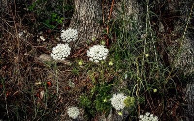sunset #45 and queen anne’s lace
