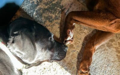 the drama queen isn’t feeling 100%