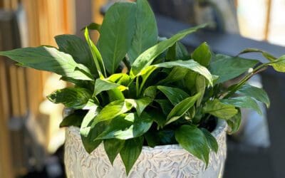 it’s september and i’m repotting… and thinking about mums