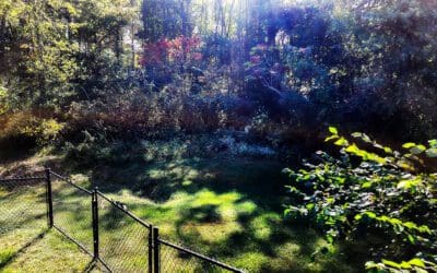 first frost of 2023 – and the hummers are gone