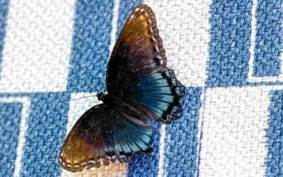 i’m trying to be a nice neighbor