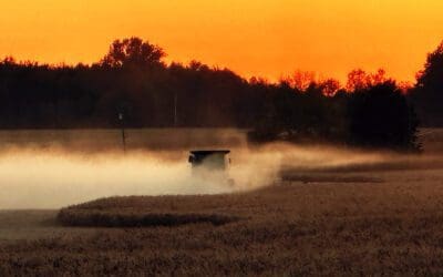 i missed the visiting coyote