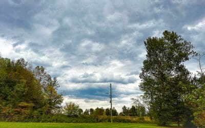 harvesting next to the Pesky neighbors