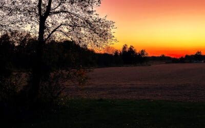 i found a new author I like… no, i LIKED