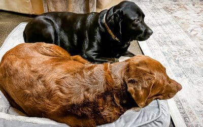 an hour of sleep disappeared