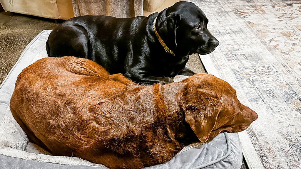 an hour of sleep disappeared