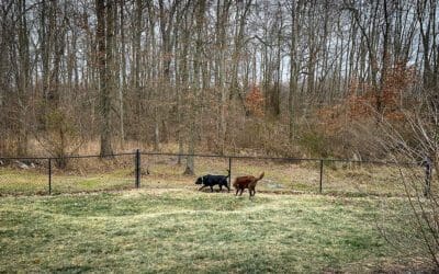 big brown keeps her property safe from birds