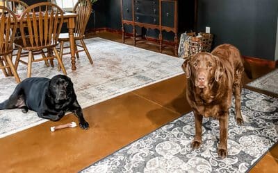 the woes of a dog mom in the winter