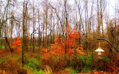 rural living in 2024 (and hopefully beyond)